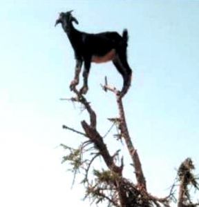 goat on tree